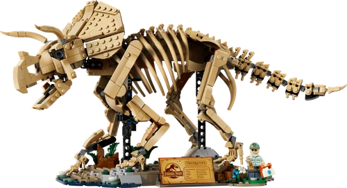 Dinosaur Fossils Triceratops