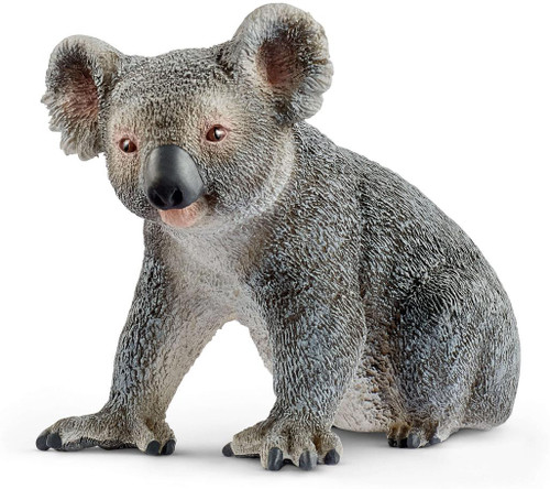 Koala 1