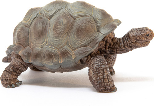 Giant Tortoise 2