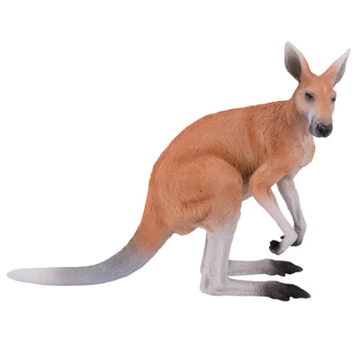 Kangaroo