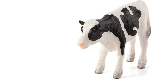 Holstein Calf Standing 1