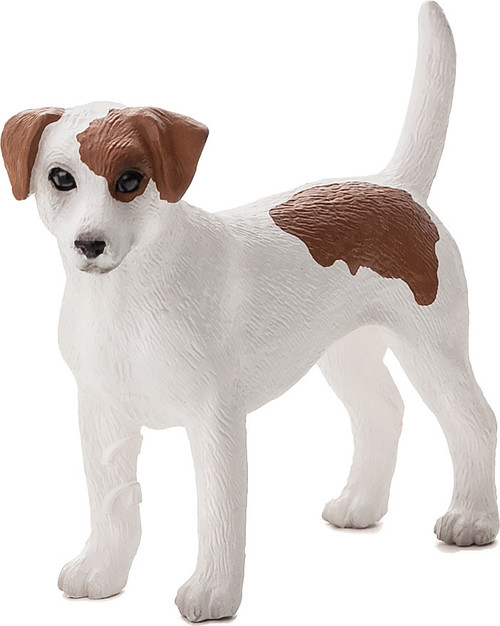 Jack Russell Terrier 1