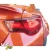 FRP AG T2 Wide Body Kit w Wings > Subaru BRZ 2013-2021 - image 103