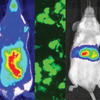 BLIV 2.0 Reporter: MSCV-Luciferase-EF1a-copGFP-T2A-Puro Lentivector Plasmid