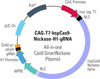 Cas9 Nickase: CAG-T7-hspCas9-nickase-H1-gRNA linearized SmartNickase vector