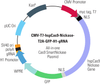 Cas9 Nickase: CMV-T7-hspCas9-nickase-T2A-RFP-H1-gRNA linearized SmartNickase vector