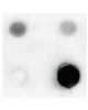 Exo-Check Exosome Antibody Array