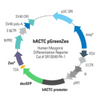 Human ACTC Differentiation Reporter (pGreenZeo, Plasmid)