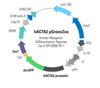 Human Alpha-Actin 2, ACTA2 Differentiation Reporter (pGreenZeo, plasmid)