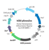 Human CD2 Differentiation Reporter (pGreenZeo, Plasmid)