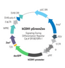 Human E-Cadherin, CDH1 Differentiation Reporter (pGreenZeo, plasmid)