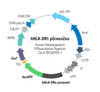 Human HLA-DRa Differentiation Reporter (pGreenZeo, Plasmid)