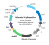 Human Keratin 14 Differentiation Reporter (pGreenZeo, Virus)