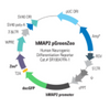 Human MAP2 Differentiation Reporter (pGreenZeo, Plasmid)