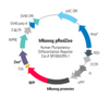 Human Nanog Differentiation Reporter (pRedZeo, plasmid)