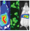 Lentiviral Dual Reporter: CMV-GFP-T2A-Luciferase plasmid (10 ug)