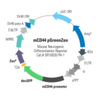 Mouse CD44 Differentiation Reporter (pGreenZeo, Virus)