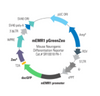 Mouse EMR1 Differentiation Reporter (pGreenZeo, Plasmid)