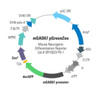 Mouse GAD67 Differentiation Reporter (pGreenZeo, Plasmid)