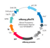 Mouse Nanog Differentiation Reporter (pRedTK, plasmid)