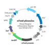 Mouse Tnnt2 Differentiation Reporter (pGreenZeo, Virus)