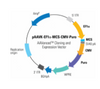 pAAVK-EF1α-MCS-CMV-Puro AAVanced™ Cloning and Expression Vector