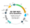 PB-CMV-MCS-EF1α-GreenPuro PiggyBac cDNA Cloning and Expression Vector