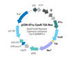 pCDH-EF1α-CymR-T2A-Neo SparQ™ CymR Expression Vector