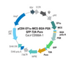 pCDH-EF1α-MCS-BGH-PGK-GFP-T2A-Puro Cloning and Expression Lentivector