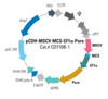 pCDH-MSCV-MCS-EF1α-Puro Cloning and Expression Lentivector