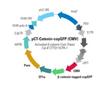 Activated β-catenin Cyto-Tracer™, pCT-Catenin-GFP (CMV)