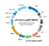 Cytoskeleton Cyto-Tracer™, pCT-Autophago-GFP (MSCV)