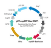 Apoptosis-Bax Cyto-Tracer™, pCT-GFP-Bax (CMV)