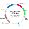 pFC-CMV-GFP-SV40-Neo Positive Control Donor Vector