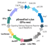 pGreenFire1-cJun (plasmid)+ EF1-Neo