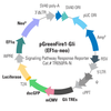 pGreenFire1-Gli-EF1-Neo (plasmid)