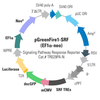 pGreenFire1-SRF (virus) + EF1-Neo