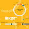 PinPoint-FC 293T Platform Cell Line for Targeted Gene Insertion (with PinPoint site already placed)