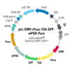 pLL-CMV-rFLuc-T2A-GFP-mPGK-Puro [Lenti-LabelerTM virus]