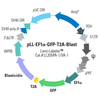 pLL-EF1a-GFP-T2A-Blast [Lenti-LabelerTM virus]