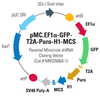pMC.EF1-MCS-IRES-RFP-SV40PolyA