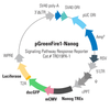 SARS-CoV-2 Humanized Spike Glycoprotein (S) Expression Lentivector, pCDH-CMV-SARS-CoV-2-hS-EF1α-Puro (Pre-packaged Lentivirus)