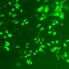 Super piggyBac Transposase expression vector (replaces PB200A-1), 50 rxns