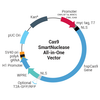 Transfection-ready hspCas9-nickase-T2A-RFP SmartNickase mRNA (Cas9 Nickase mutant with RFP marker)