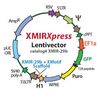 XMIRXpress lentivector miRNA-125b-5p with Xmotif