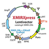 XMIRXpress lentivector miRNA-1-3p with Xmotif