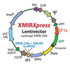 XMIRXpress lentivector miRNA-29a-3p with Xmotif