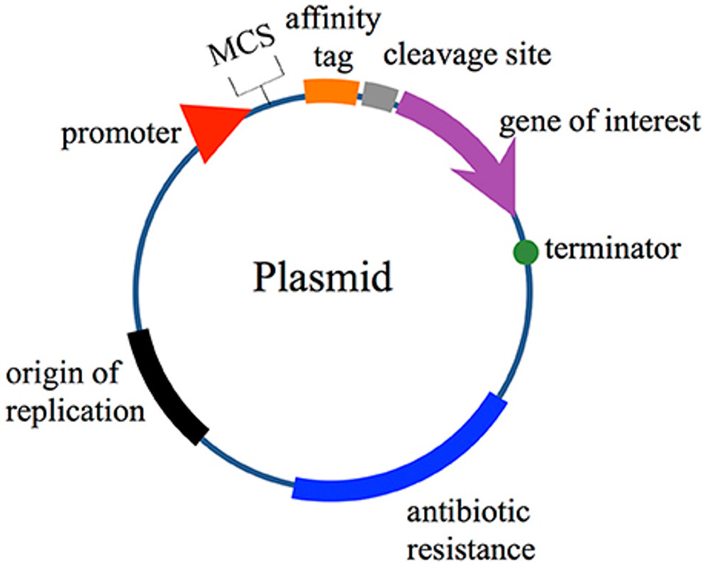  I.M.A.G.E. Consortium clones distributed by Reportergene