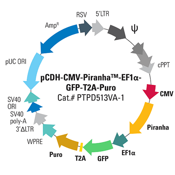 ACE2 Expression Lentivector, pCDH-CMV-ACE2-EF1α-Puro (Pre-packaged Lentivirus)