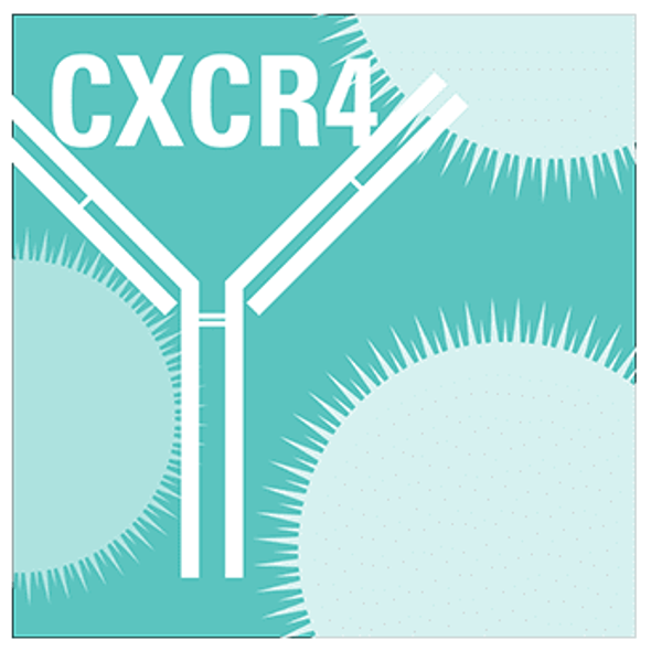 Anti-CXCR4 Antibody (rabbit anti-human, mouse, rat) with goat anti-rabbit HRP secondary antibody